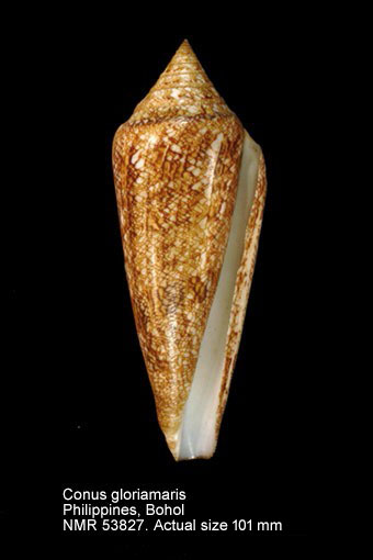 Conus gloriamaris (2).jpg - Conus gloriamarisChemnitz,1777